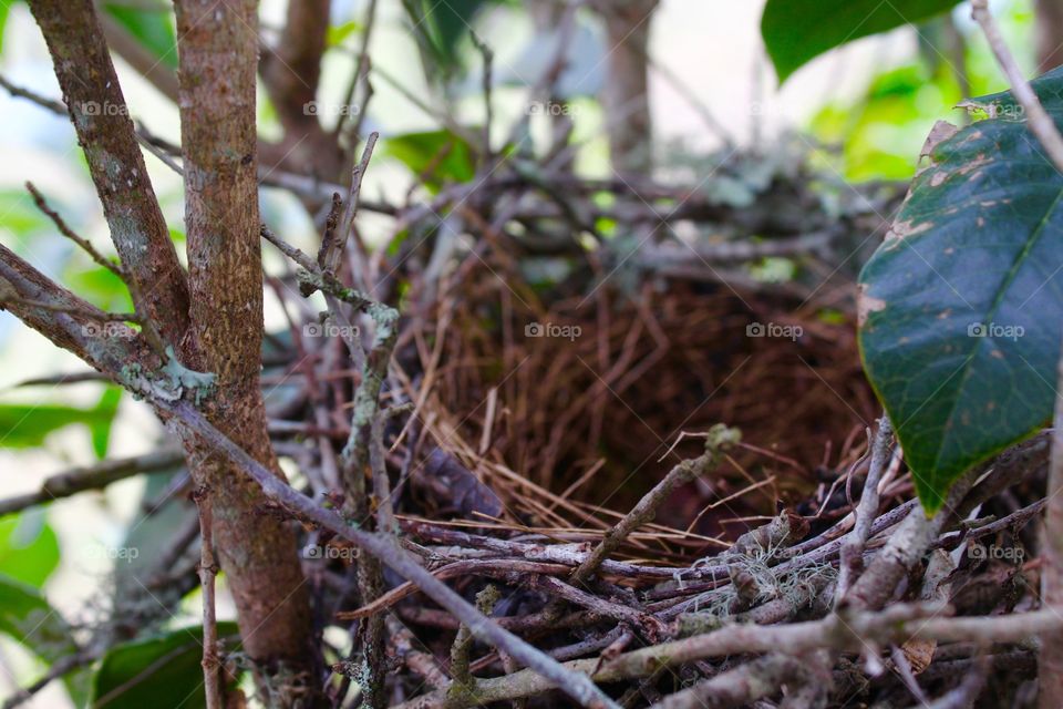 Nest