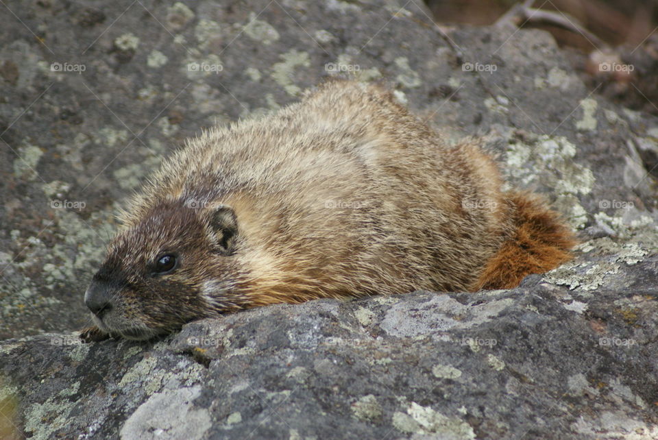 marmot in Yellowstone