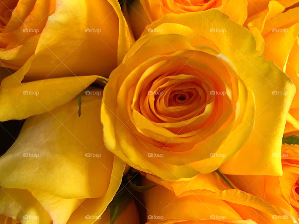 Bright yellow roses.