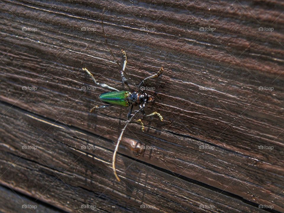 Insect on wood