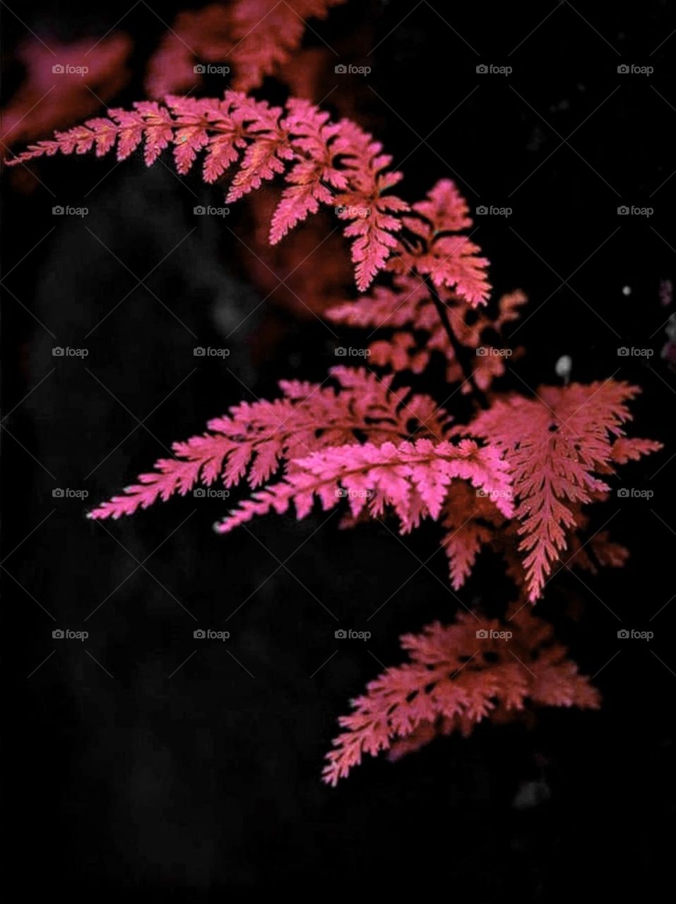 Reddish colored fern, I love it 🤗.  Ferns are everywhere they had it's own style.