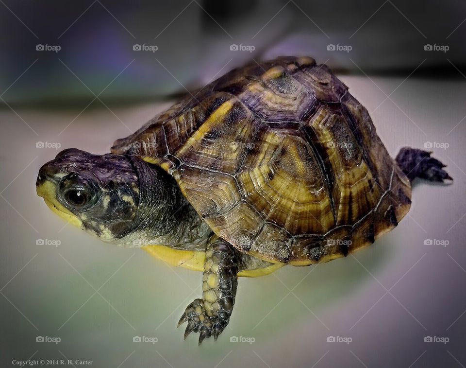 Juvenile Eastern Box Turtle