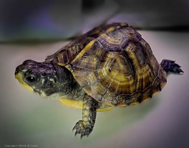 Juvenile Eastern Box Turtle