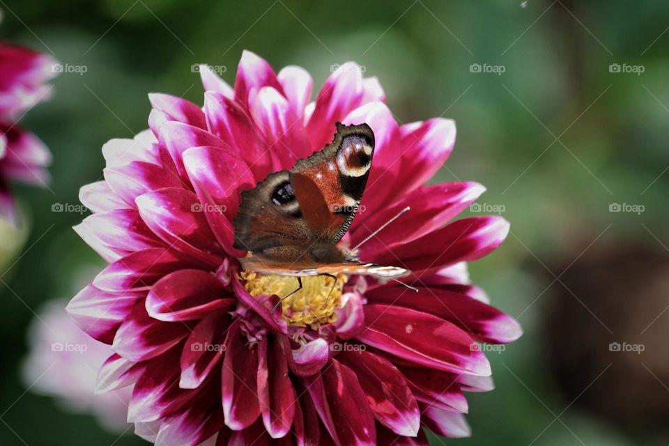 flower with butterfly