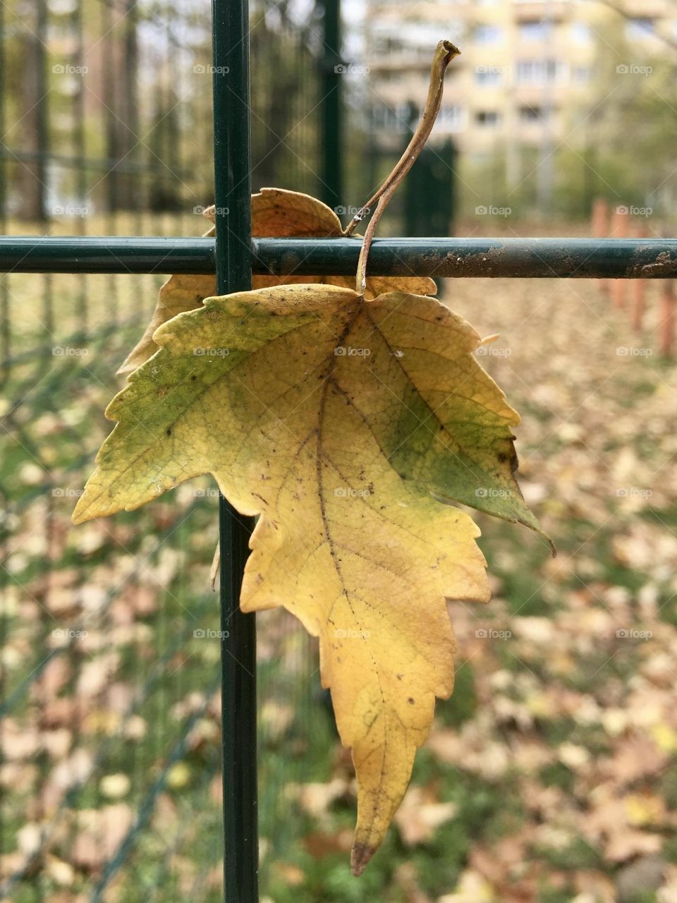Autumn leaves on the fence