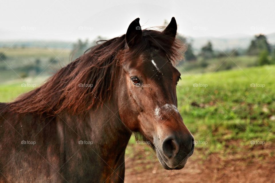 Close-up of horse