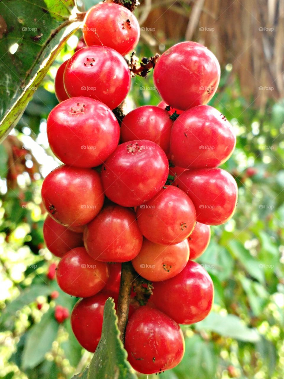 Red fruits