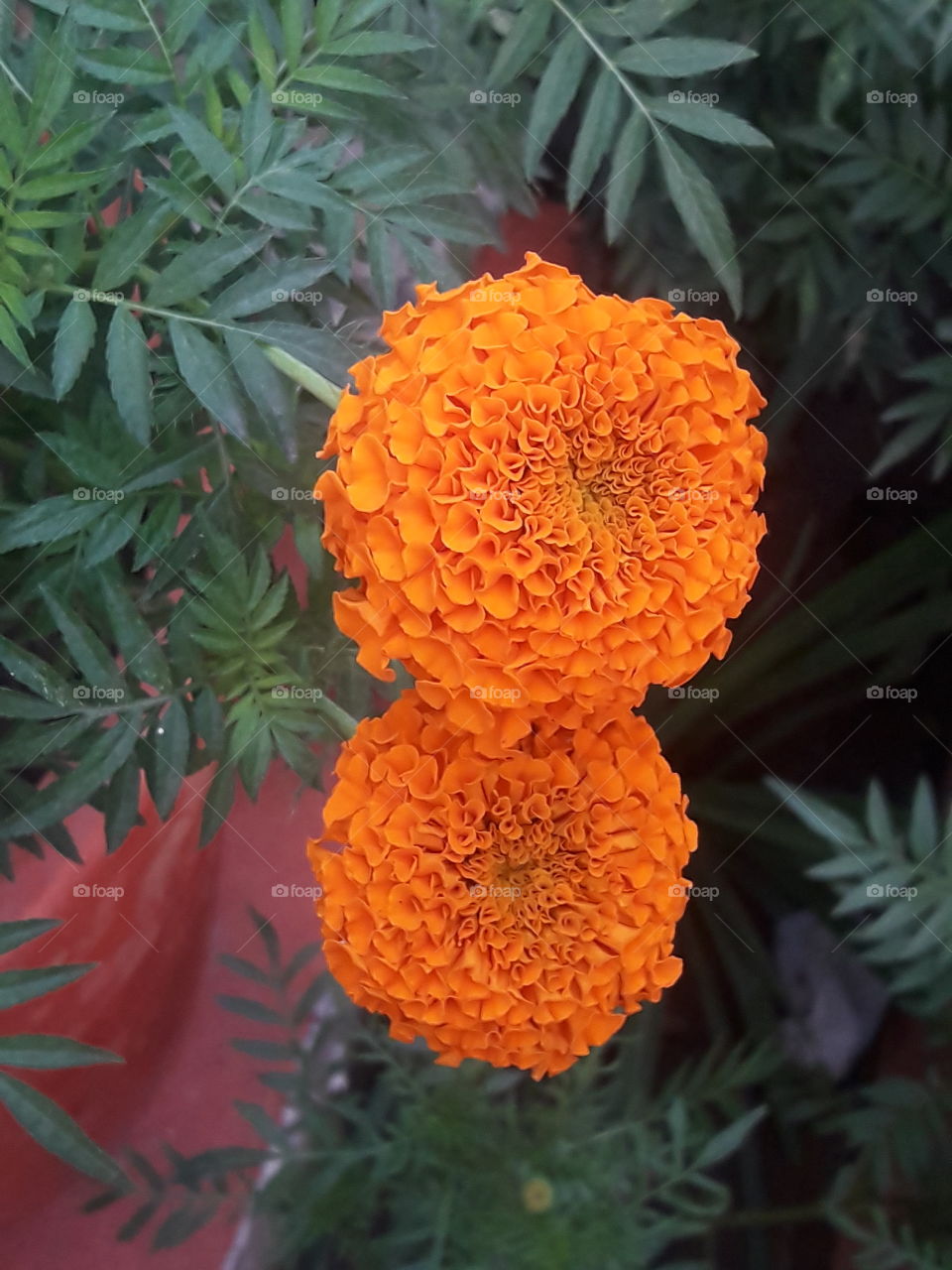 beautiful marigold flowers