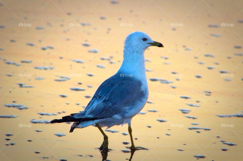 Seagull on the shore