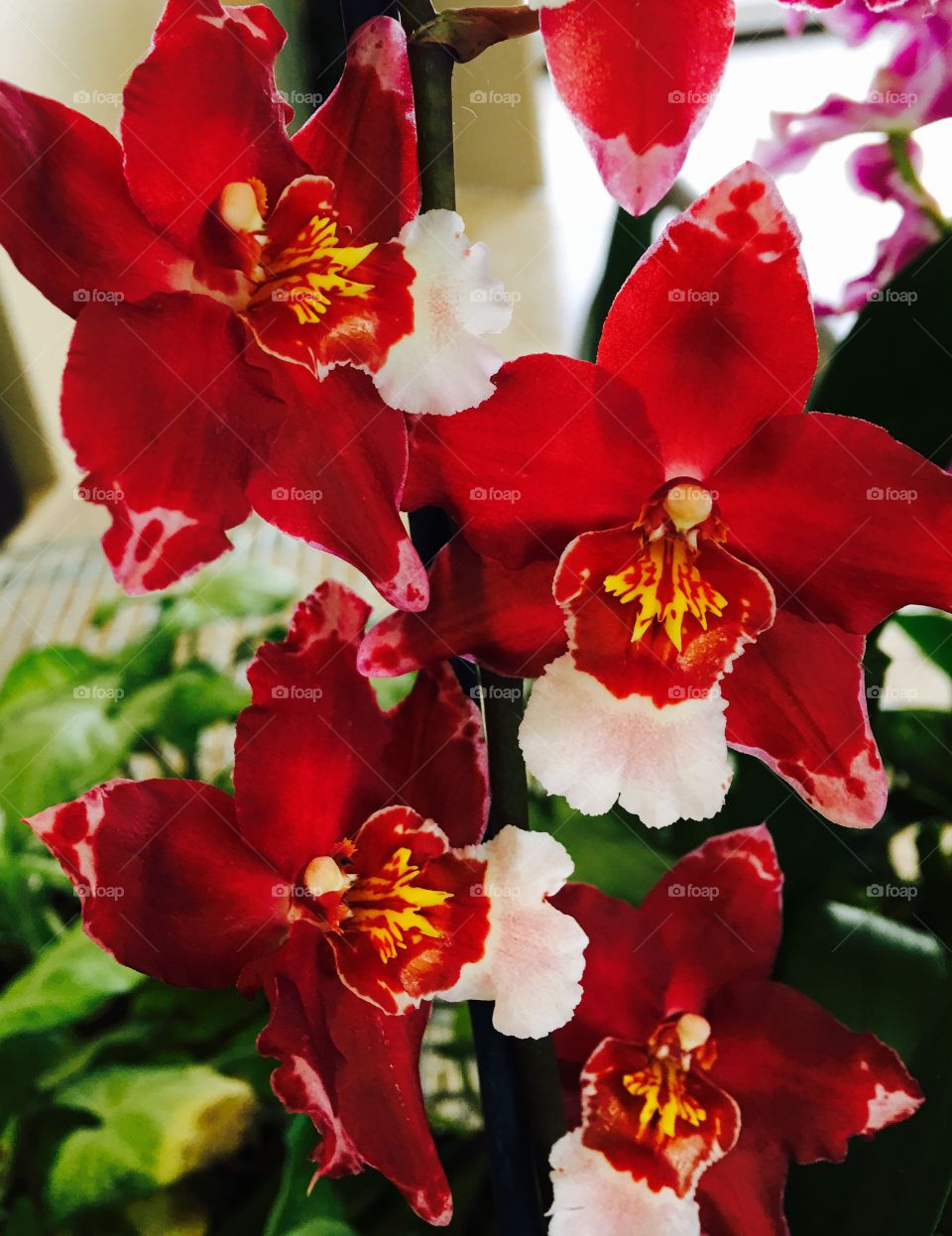 Exotic orchids 