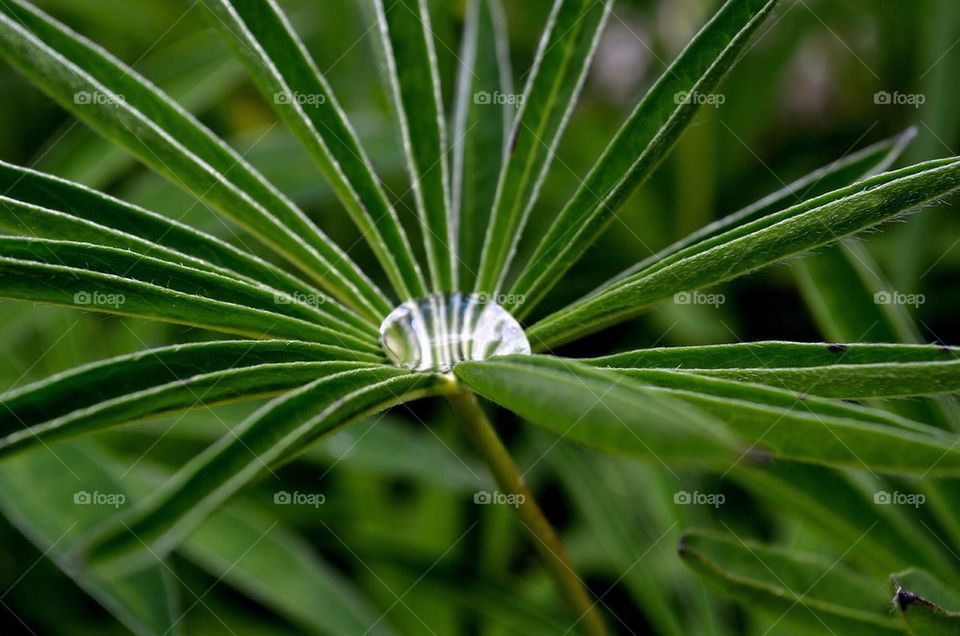 Water drop on leaf