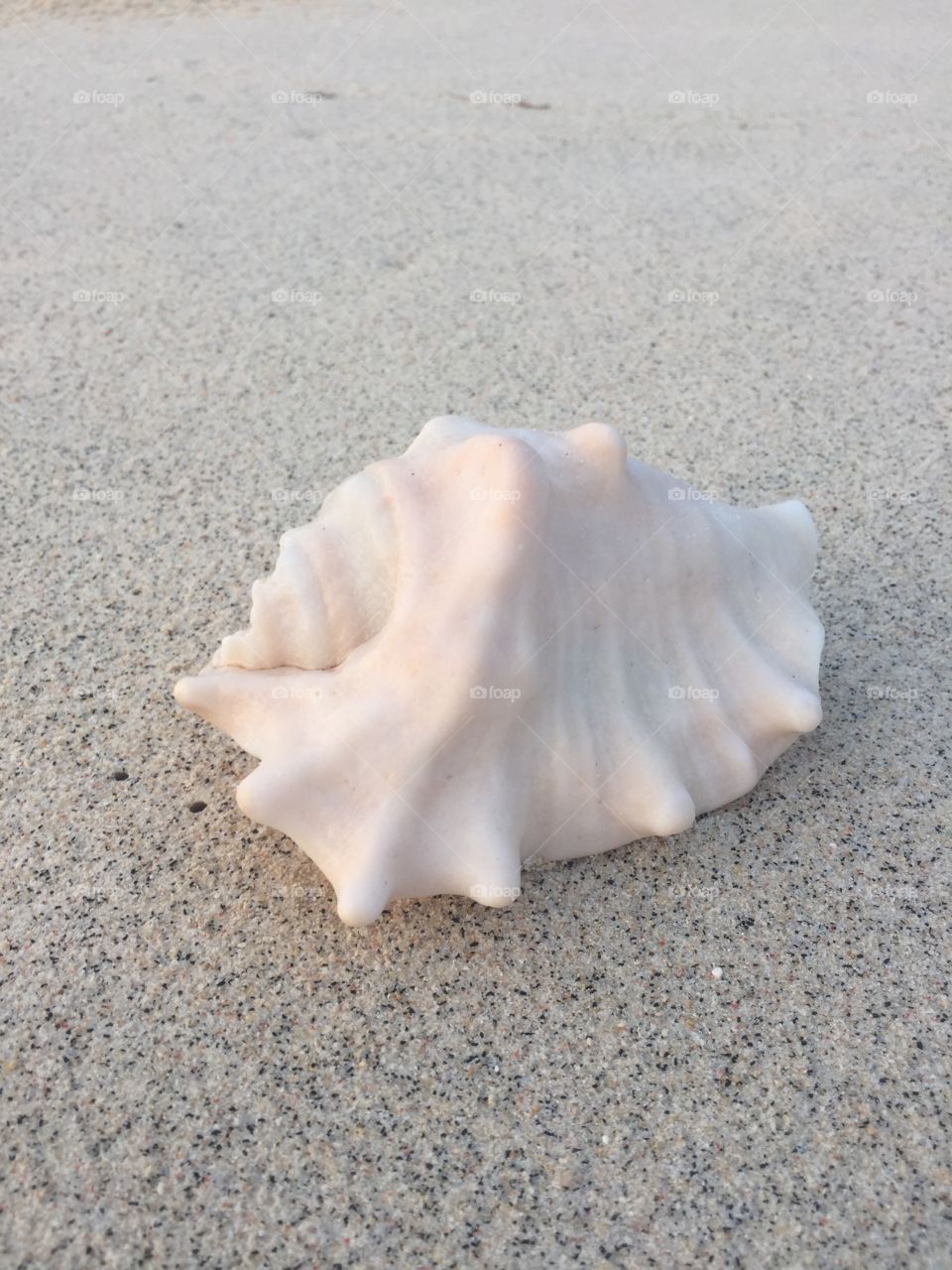 Shell