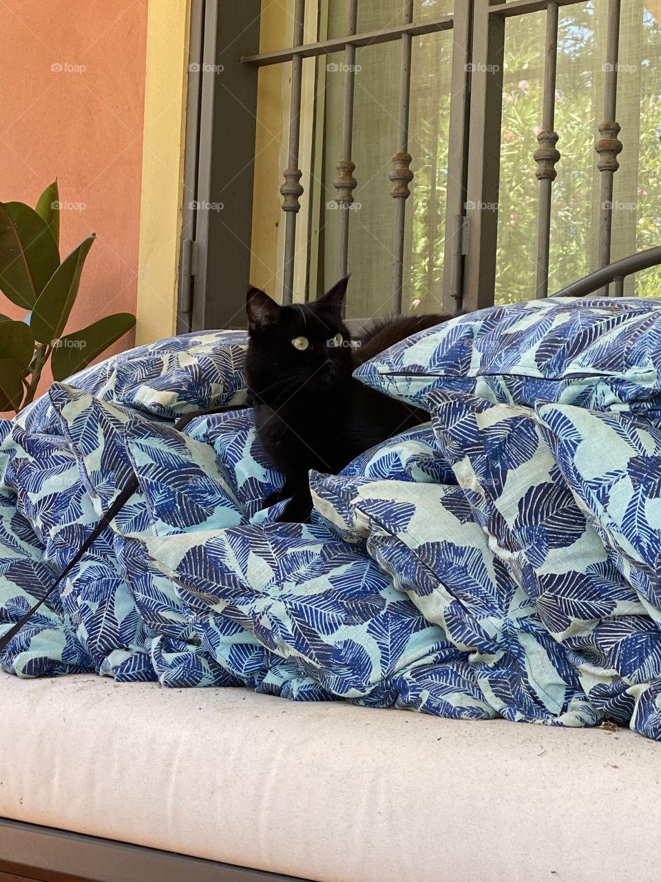 Un micio tra i cuscini