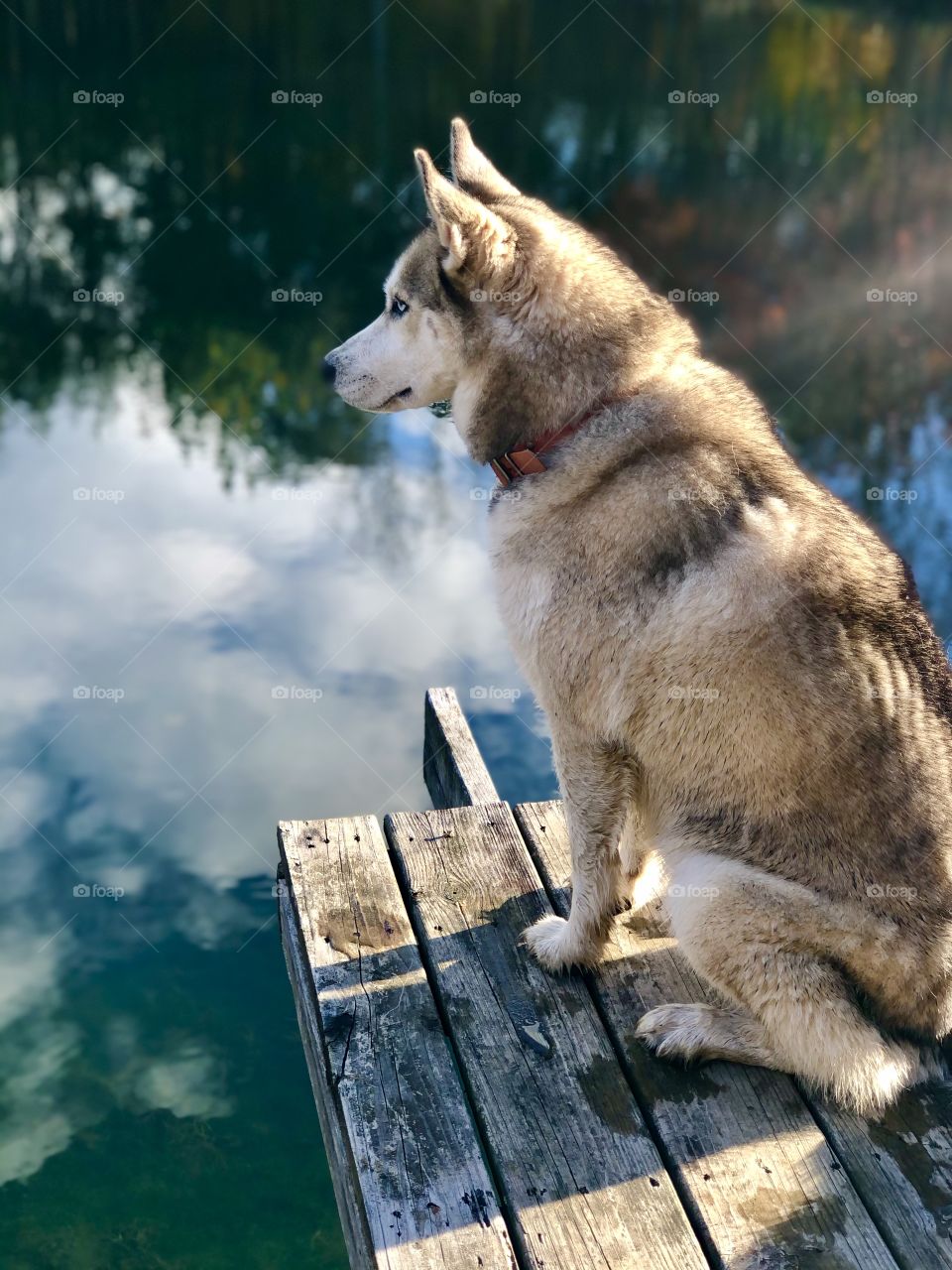 Eskimo dog sitting on wooden dock looking across pond
