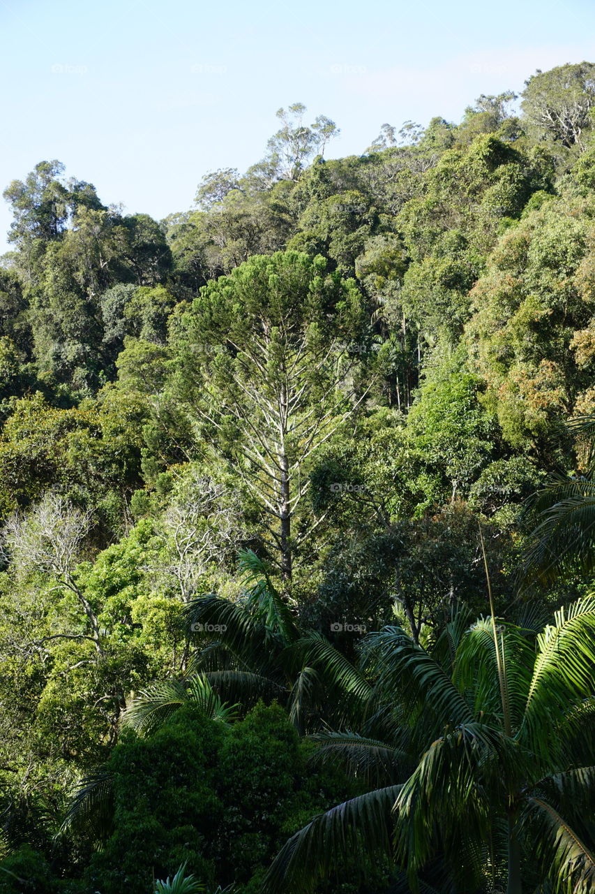 Forest near Mt Tambourine 