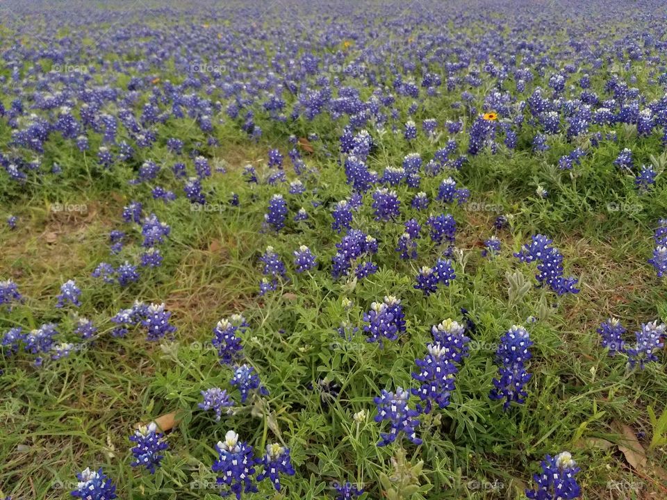 Texas Blue Bonnet