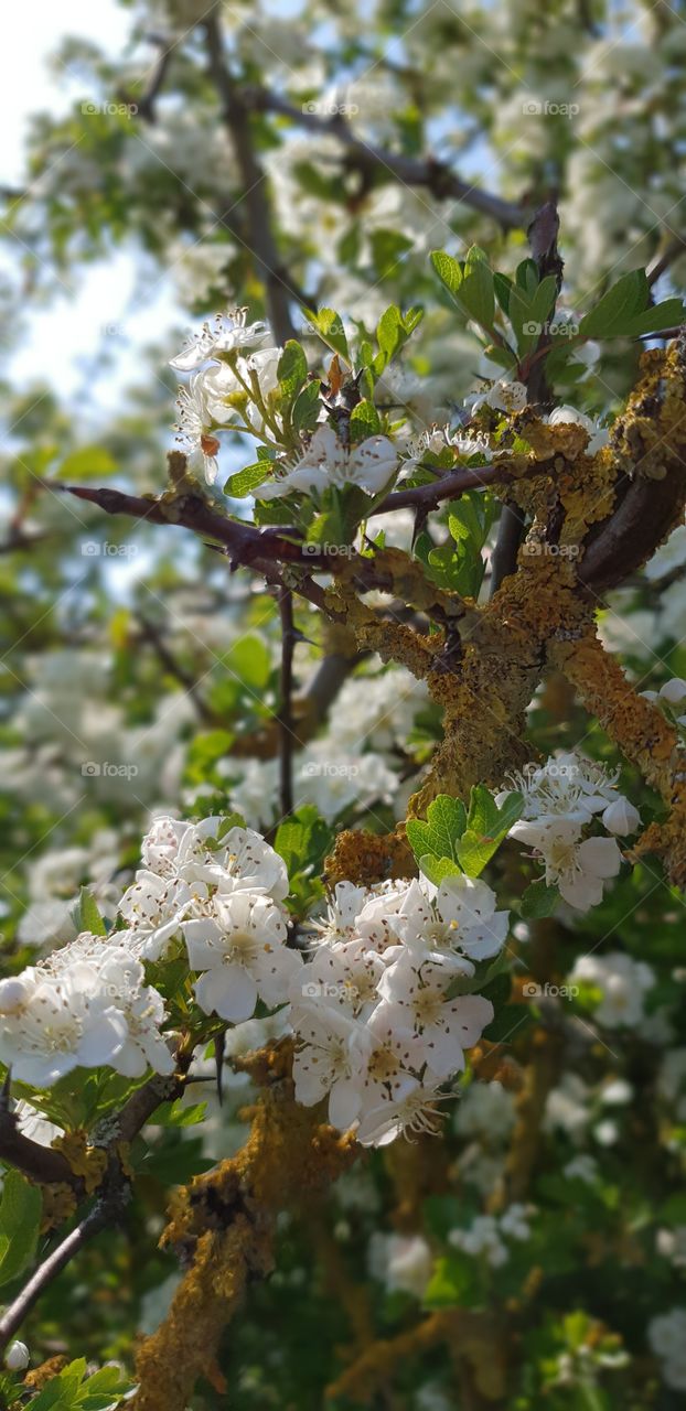 Beautiful white blossoming tree