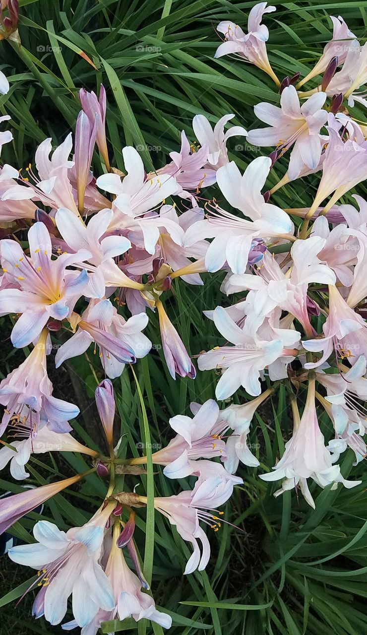 lilies
