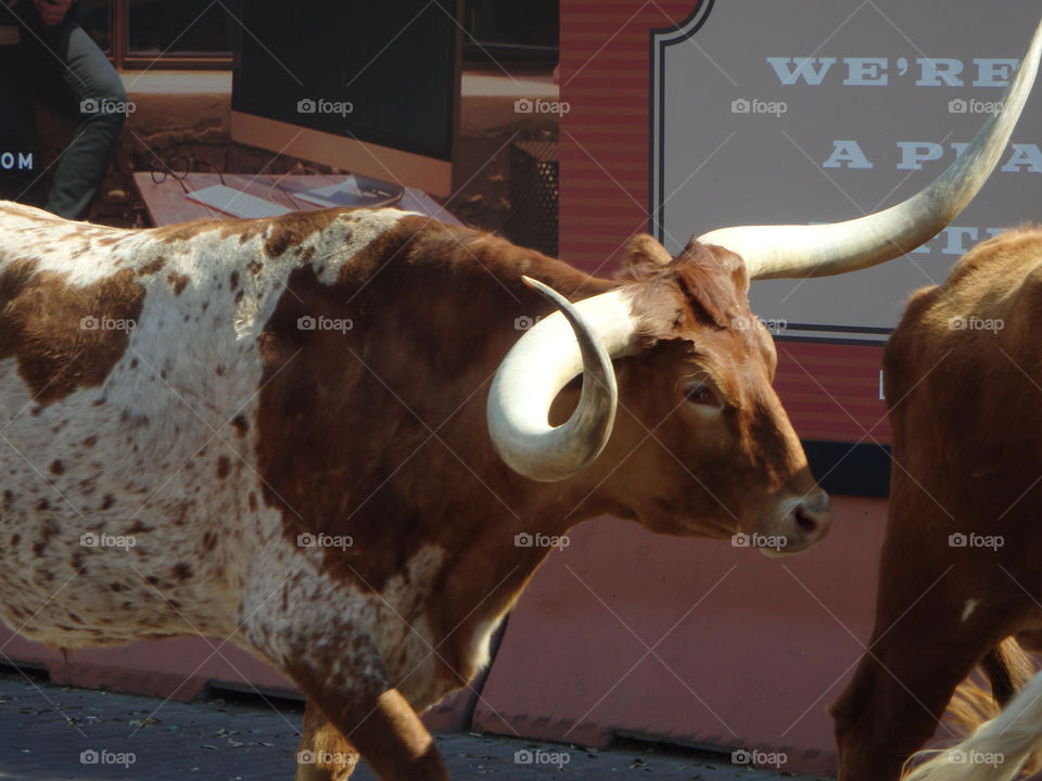 Fort Worth Stockyards