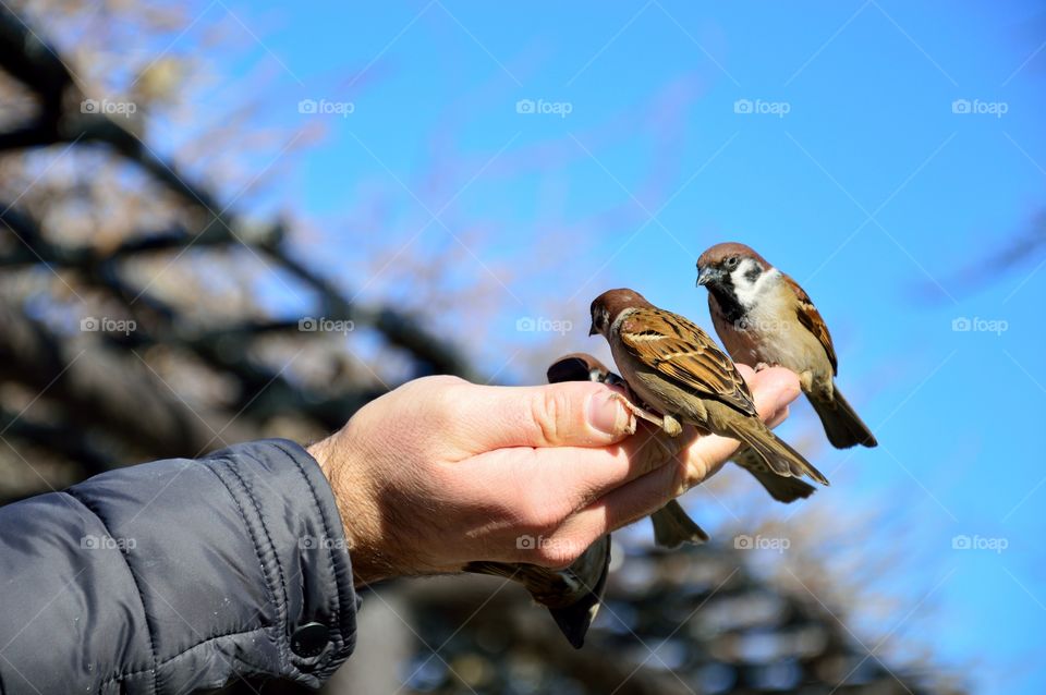 birds at lunch