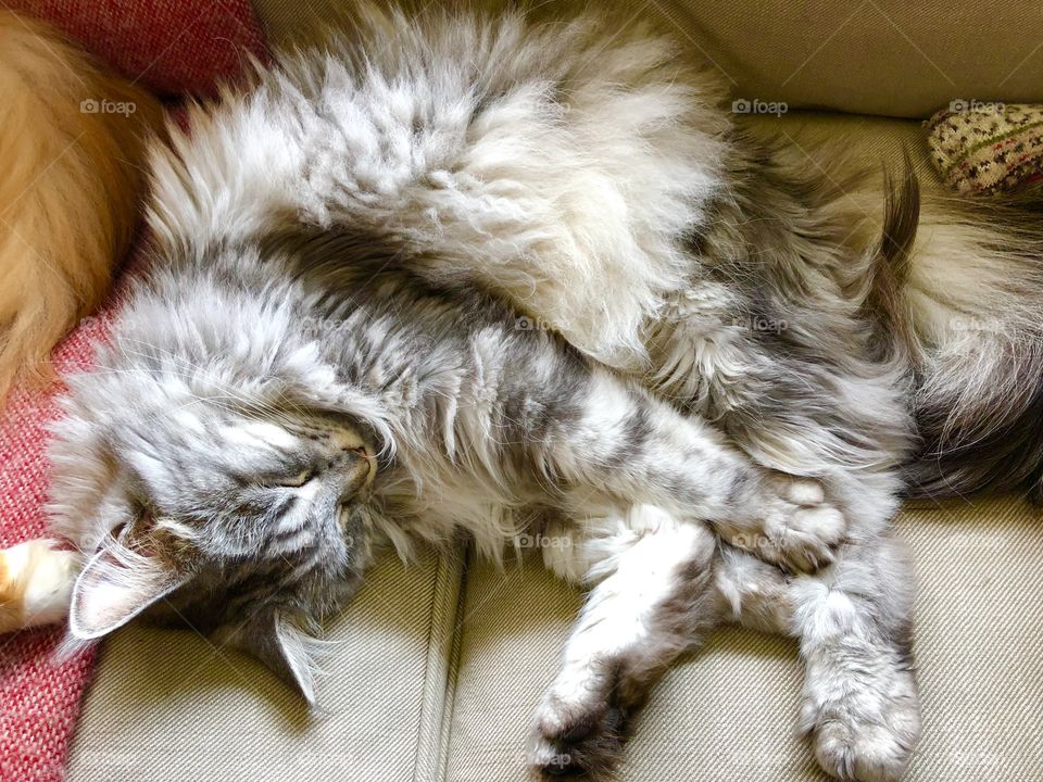 Sleepy Maine Coon Cat