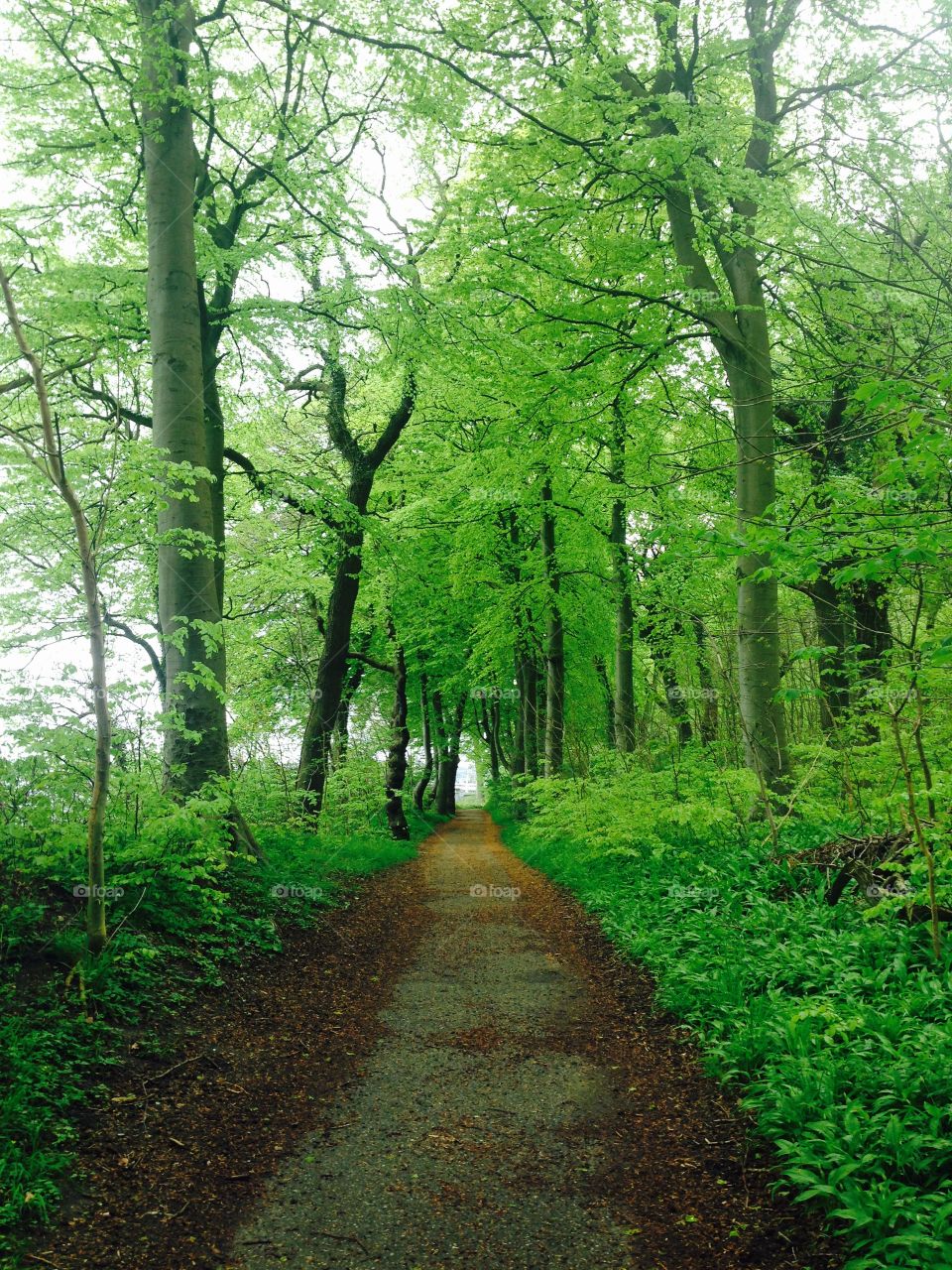 Spring in the Woods . Had a walk in the forest  and was caught off guard by colours.