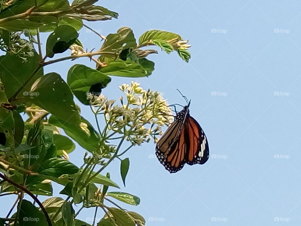 butterfly 2018-01-16 020 
#আমার_চোখে #আমার_গ্রাম #nature #butterfly #animalia #arthropoda #insecta #lepidoptera