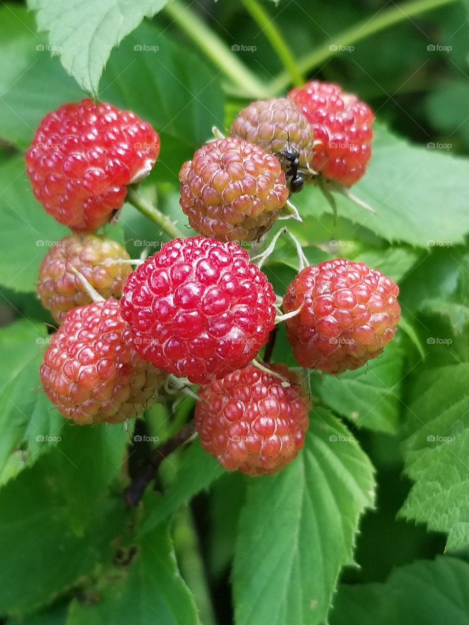 Beautiful Raspberries