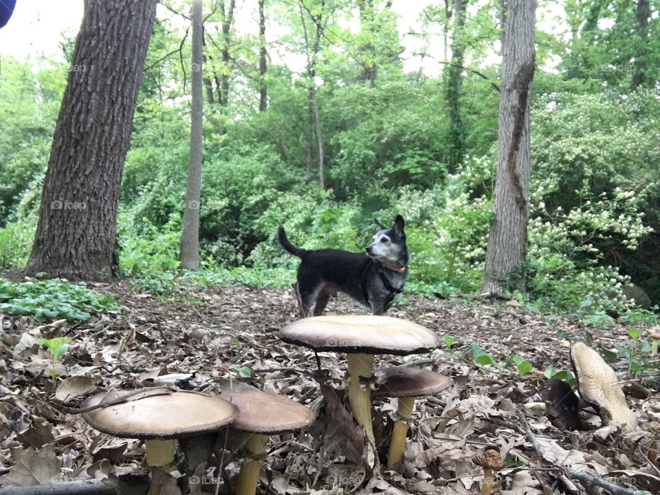 Dog in woods with mushrooms