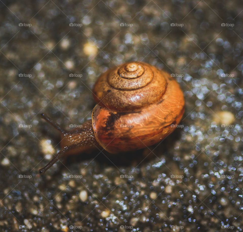 Snail on a rainy day