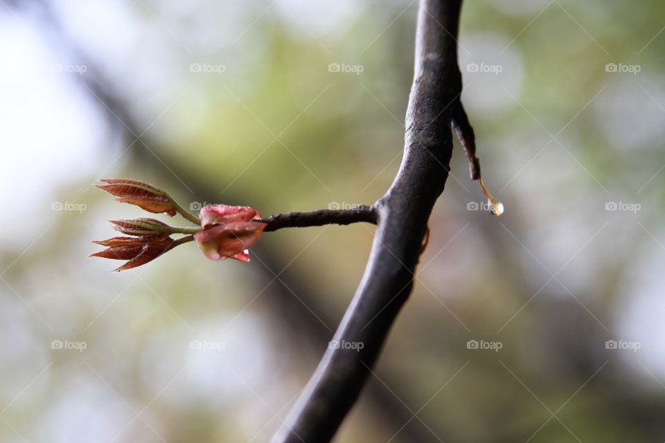 leaves leaving the buds, stretching out to the sun.