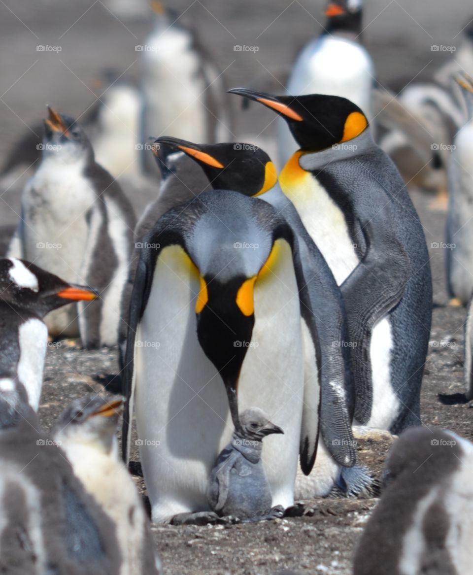 King Penguins with Baby. This picture of a King penguin family with a three-day-old chick was taken at a rookery in the Falkland Islands.