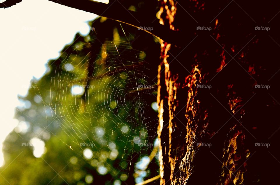Spiderweb in the dawn 