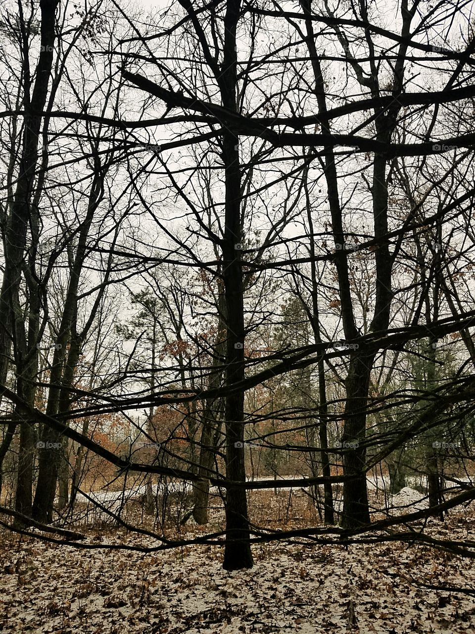 bare trees in winter