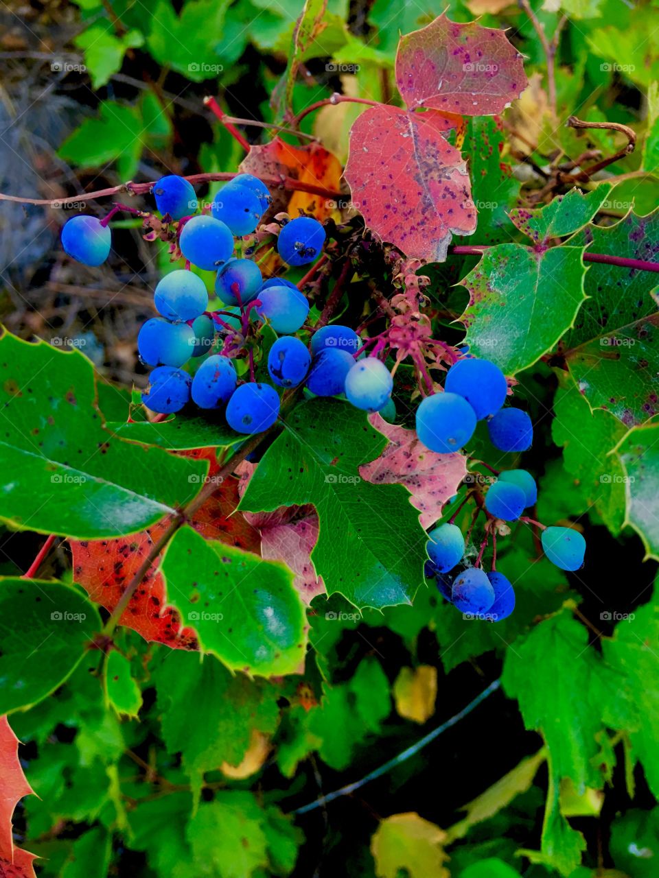 Leaf, Nature, Fruit, Tree, Color