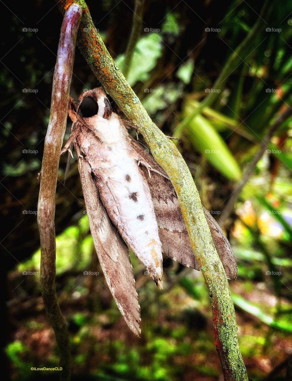 Hawaiian Lepidoptera, at rest in the garden of Hale Balleja, Big Island of Hawaii (back side)