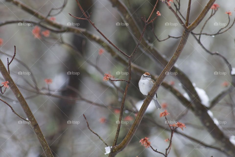 Chipping Sparrow perched on a snowy, Spring day