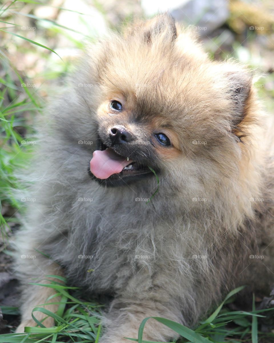 Pomeranian relaxing inn the sun