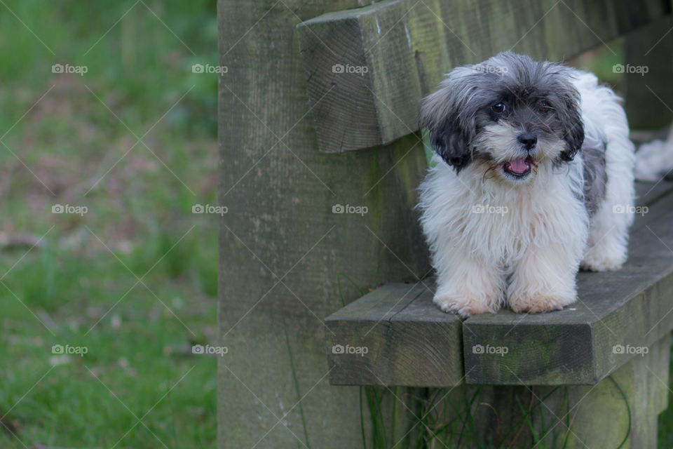 Cute puppy on bench