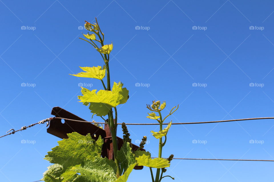 grape Vines