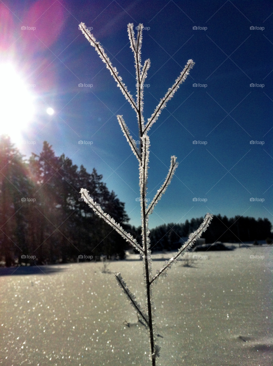 northern michigan snow winter frost by serenitykennedy