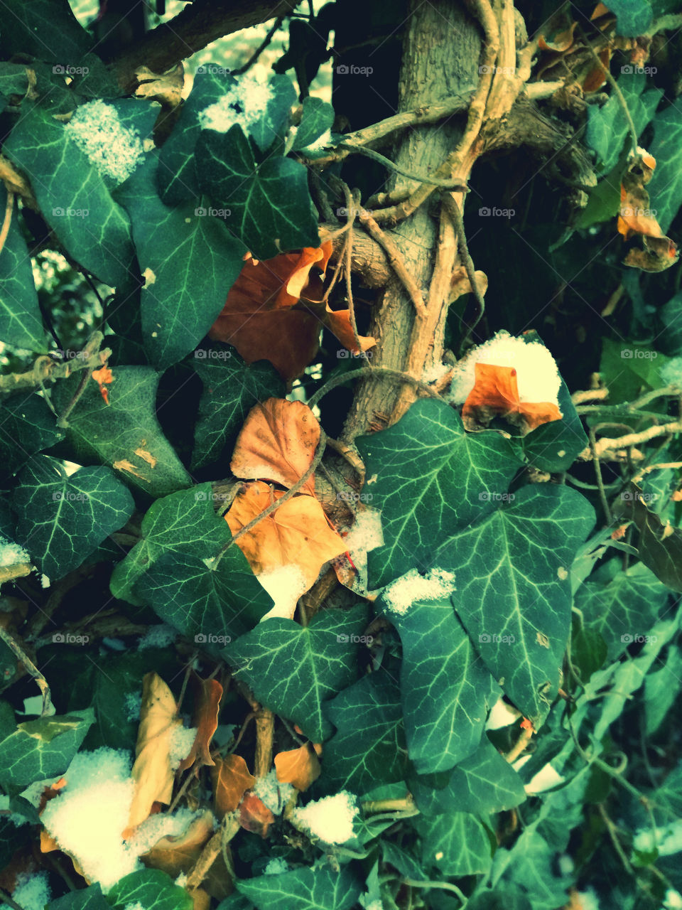 green and white. leaves and snow. cold winter