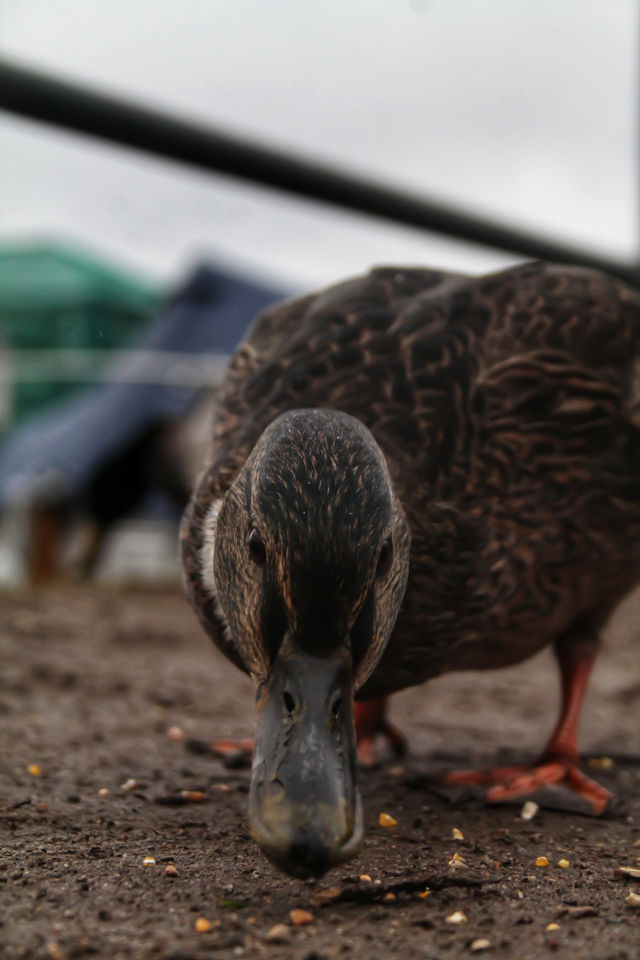 fressende Ente Stockente Entenweibchen Brauner Vogel