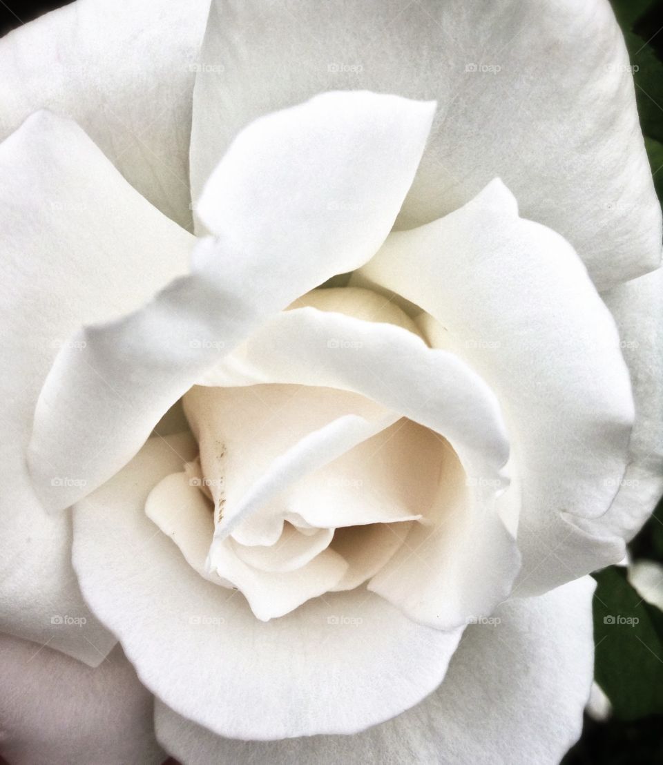 Innocence . White rose taken at the Rose garden.