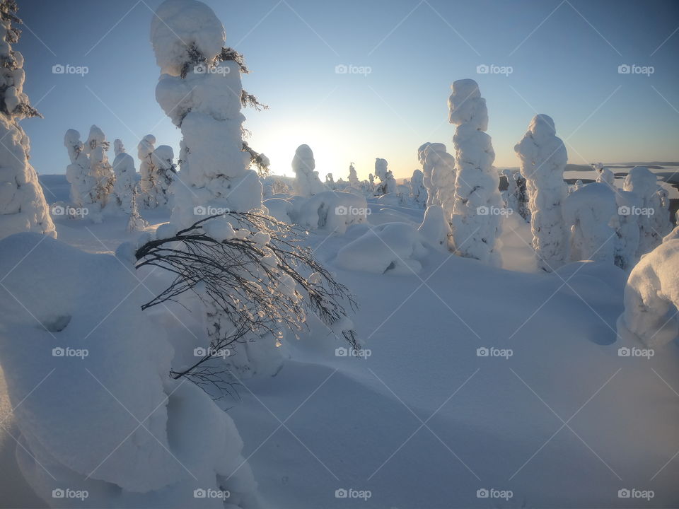 Sunrise against the background of snow forest giants