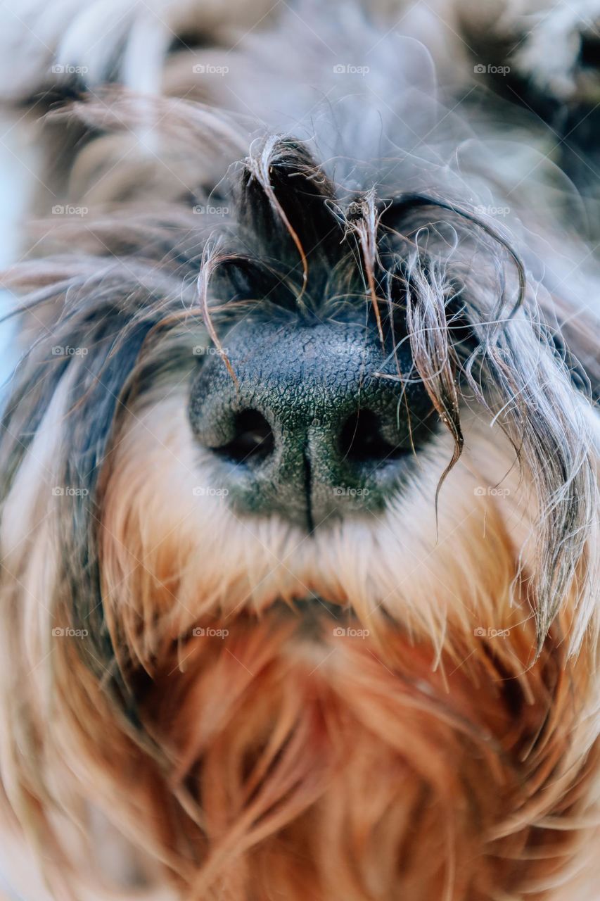 Dog nose close up