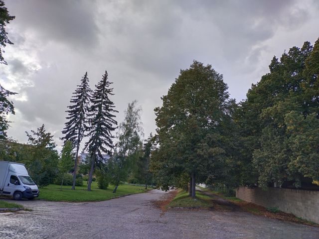 Trees in the rain