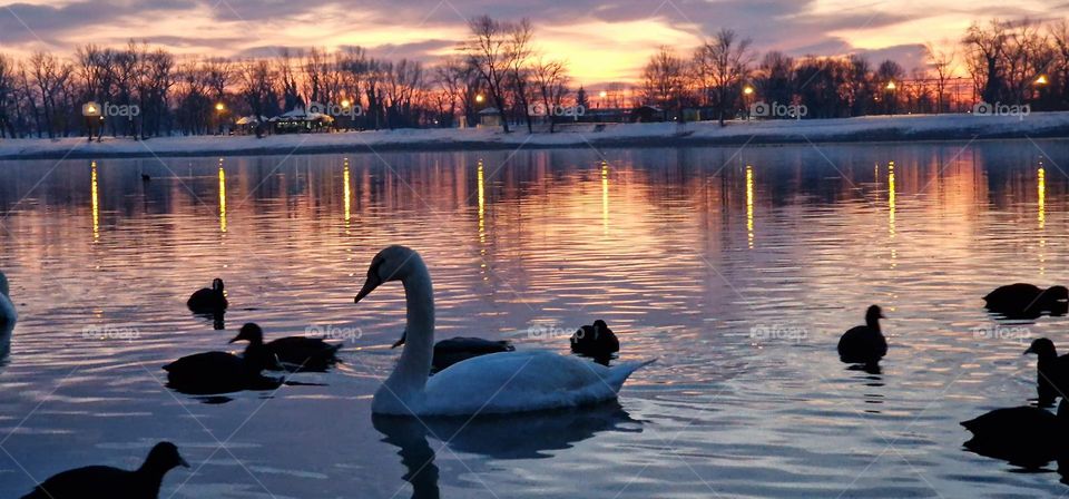 Swan and ducks searching for food during cold winter sunset