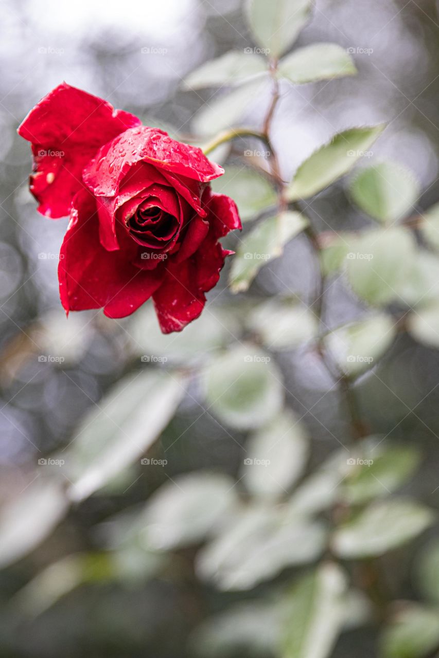 Red rose captured in camera