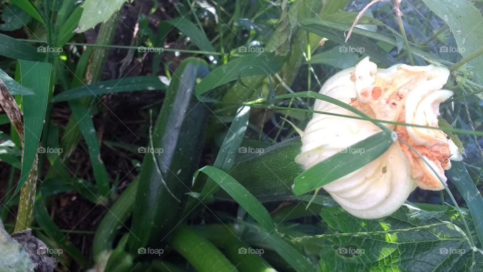 blossoming zucchini